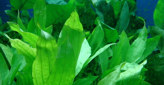 苦草的经济价值有哪些呢? 苦草的经济价值有哪些呢?