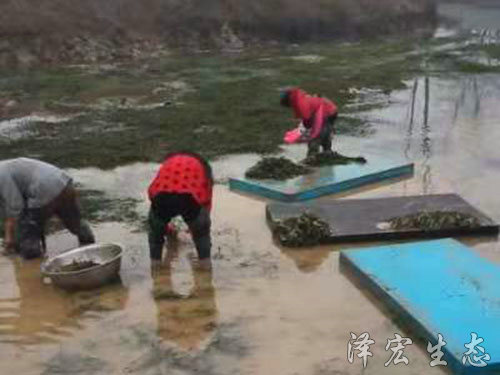 起苗 (3)