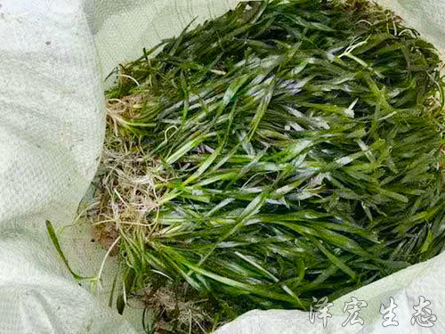 矮型苦草 (2)