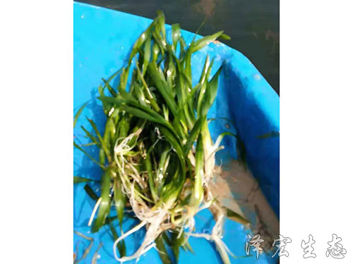 矮型苦草 (3)