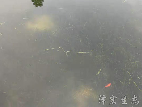 顺德农村污水塘