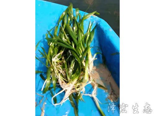 矮型苦草 (4)