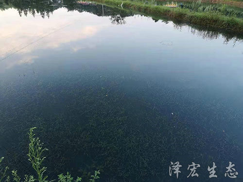 苦草 (1)