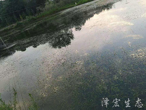 苦草 (2)