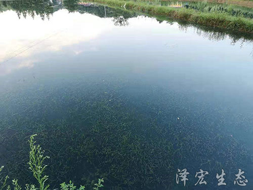 苦草 (3)