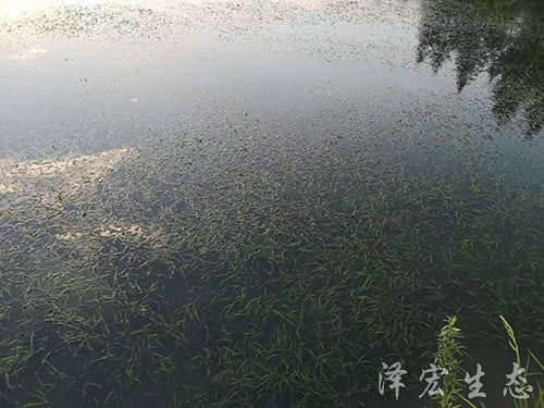 苦草 (4)