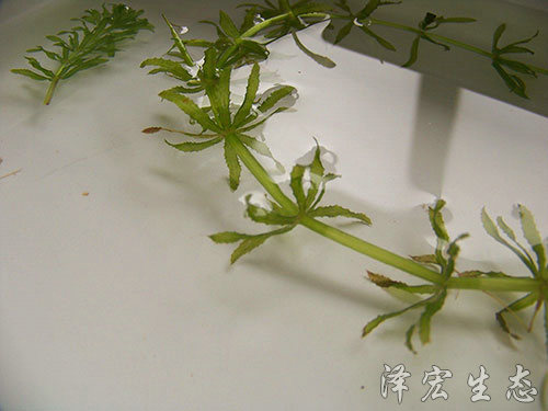 轮叶黑藻 (2)